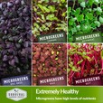 basil, cabbage, buckwheat, kale & beet microgreen seeds