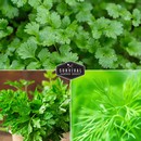 Herbs for your garden