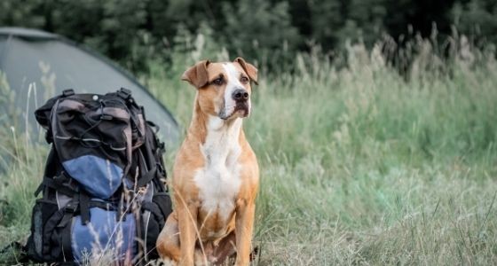 A dog sitting next to a backpack on a camping trip