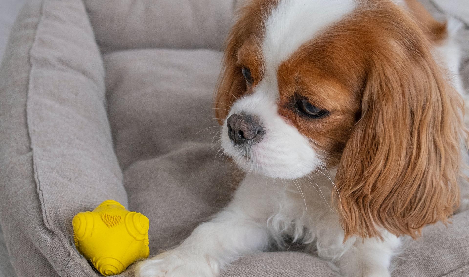 Portrait of King Charles Cavalier Spaniel puppy with yellow toy