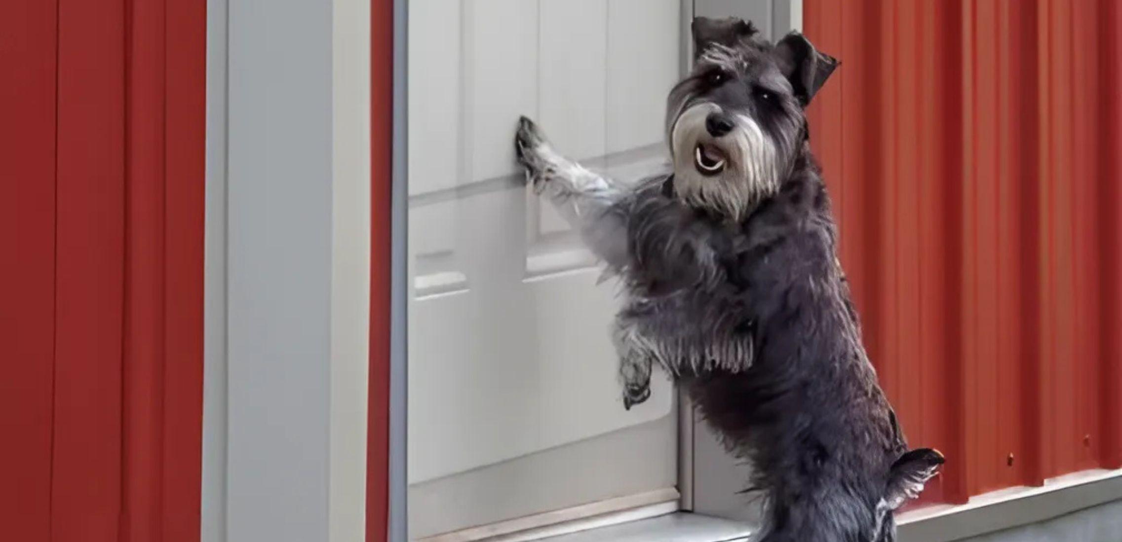 Dog is scratching door