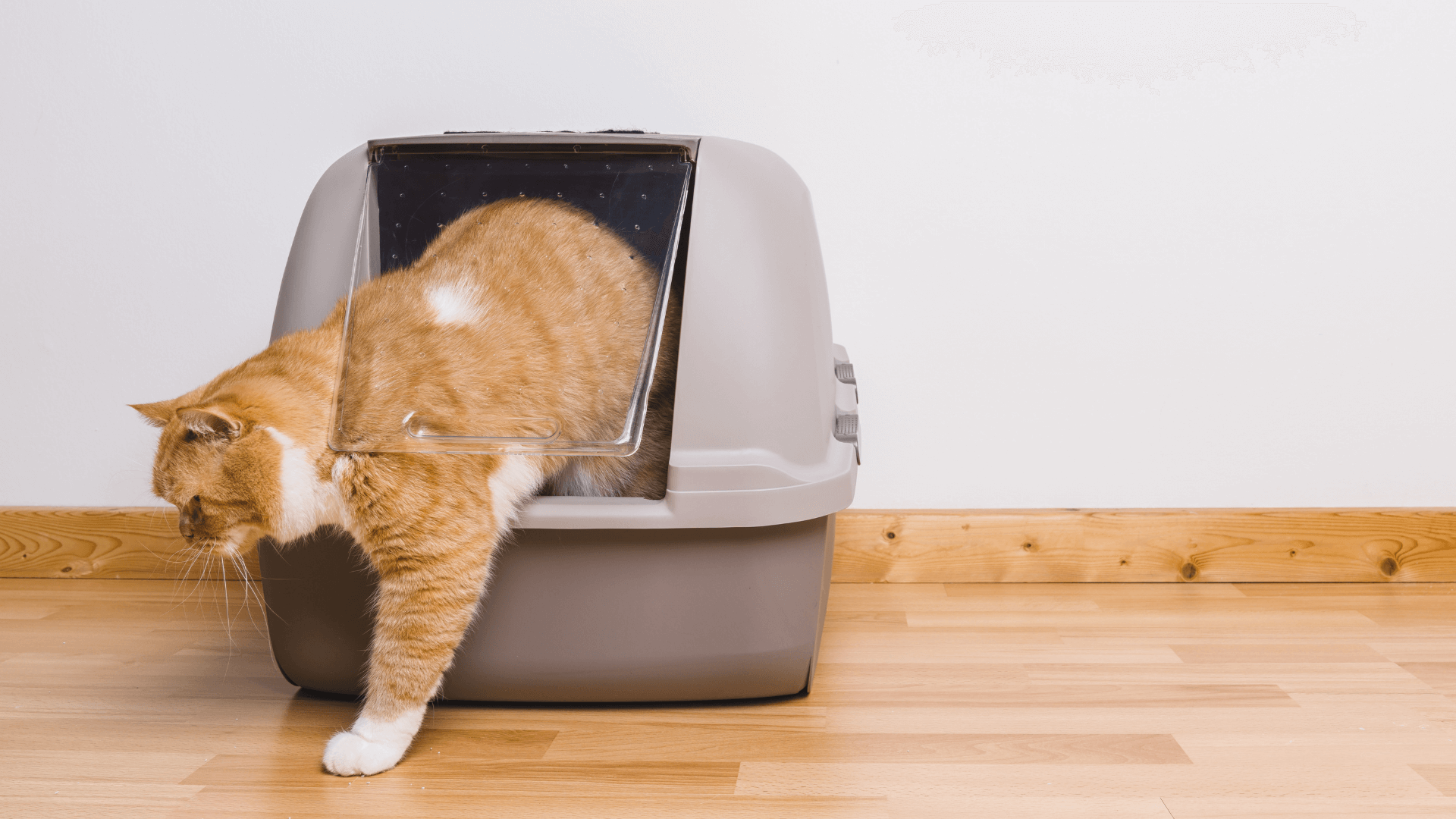 What to Do If Your Cat's Not Using the Litter Box Door Buddy