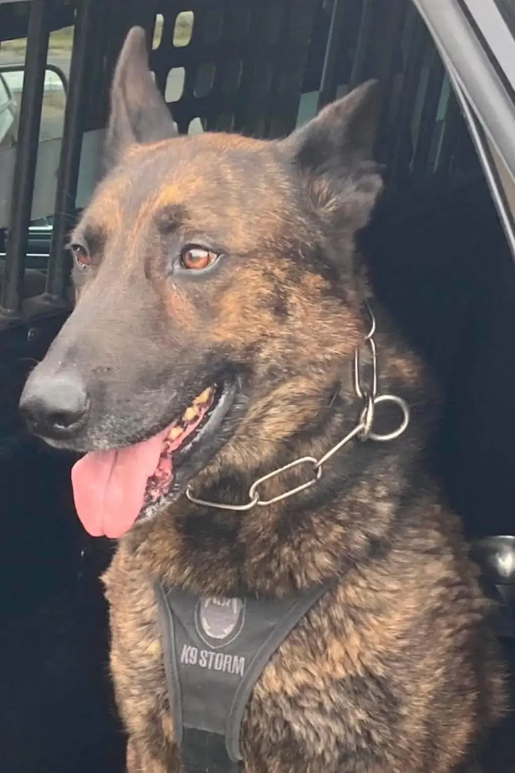K-9 Ranger