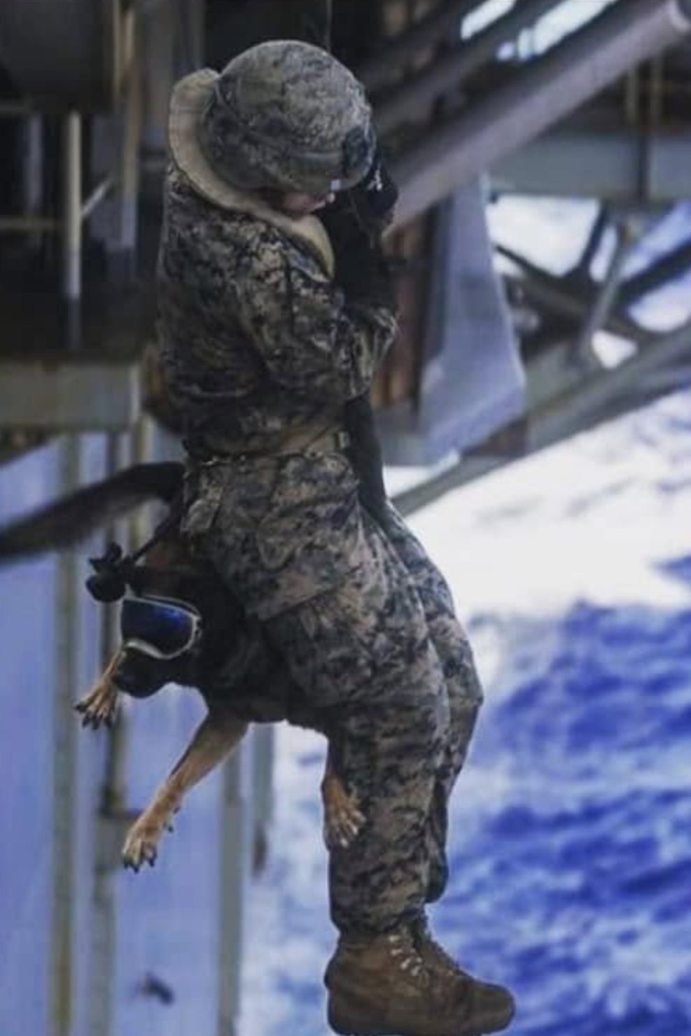 mwd ziva