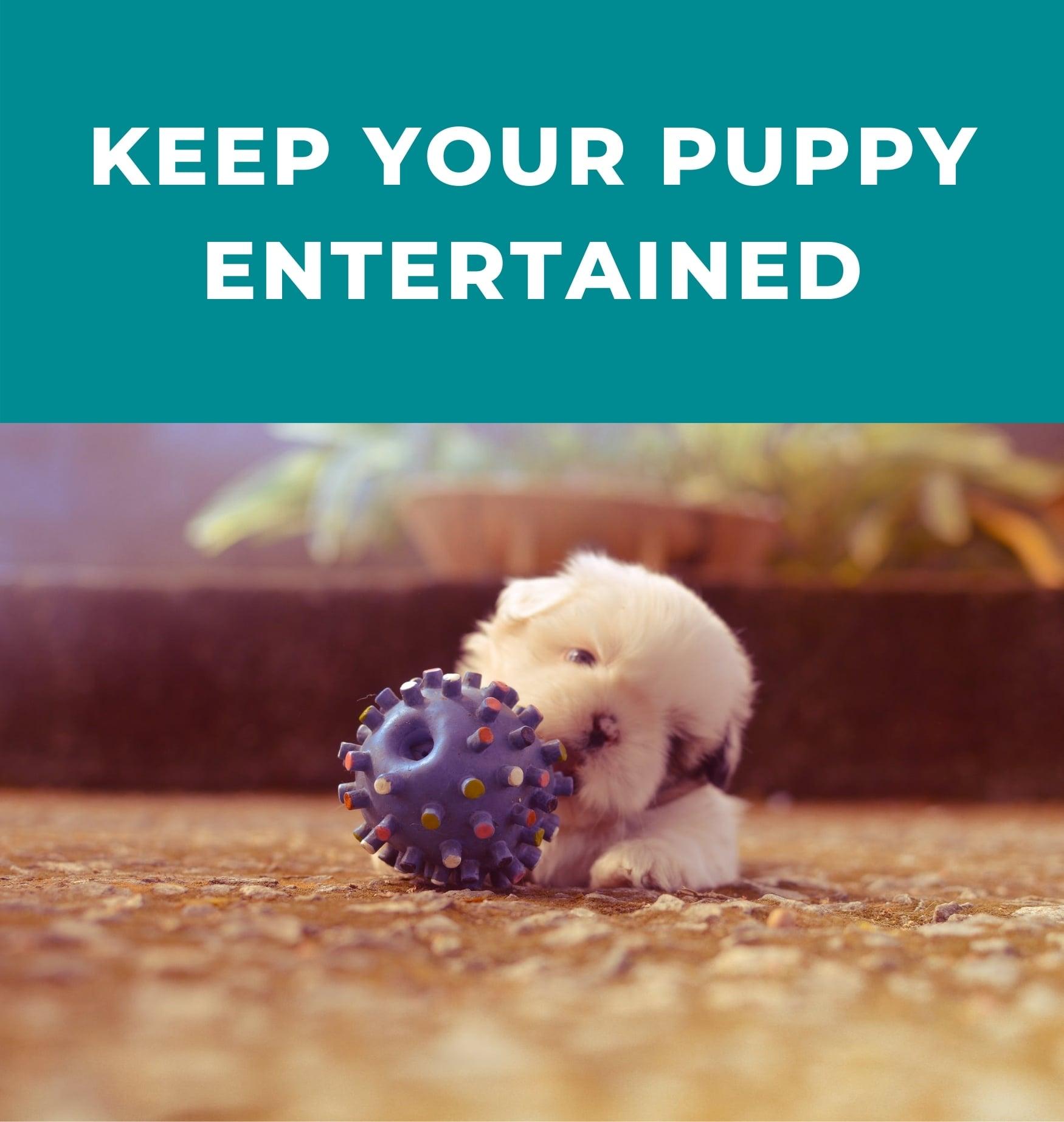 9 Toys To Stimulate Your Puppy Potty Buddy™