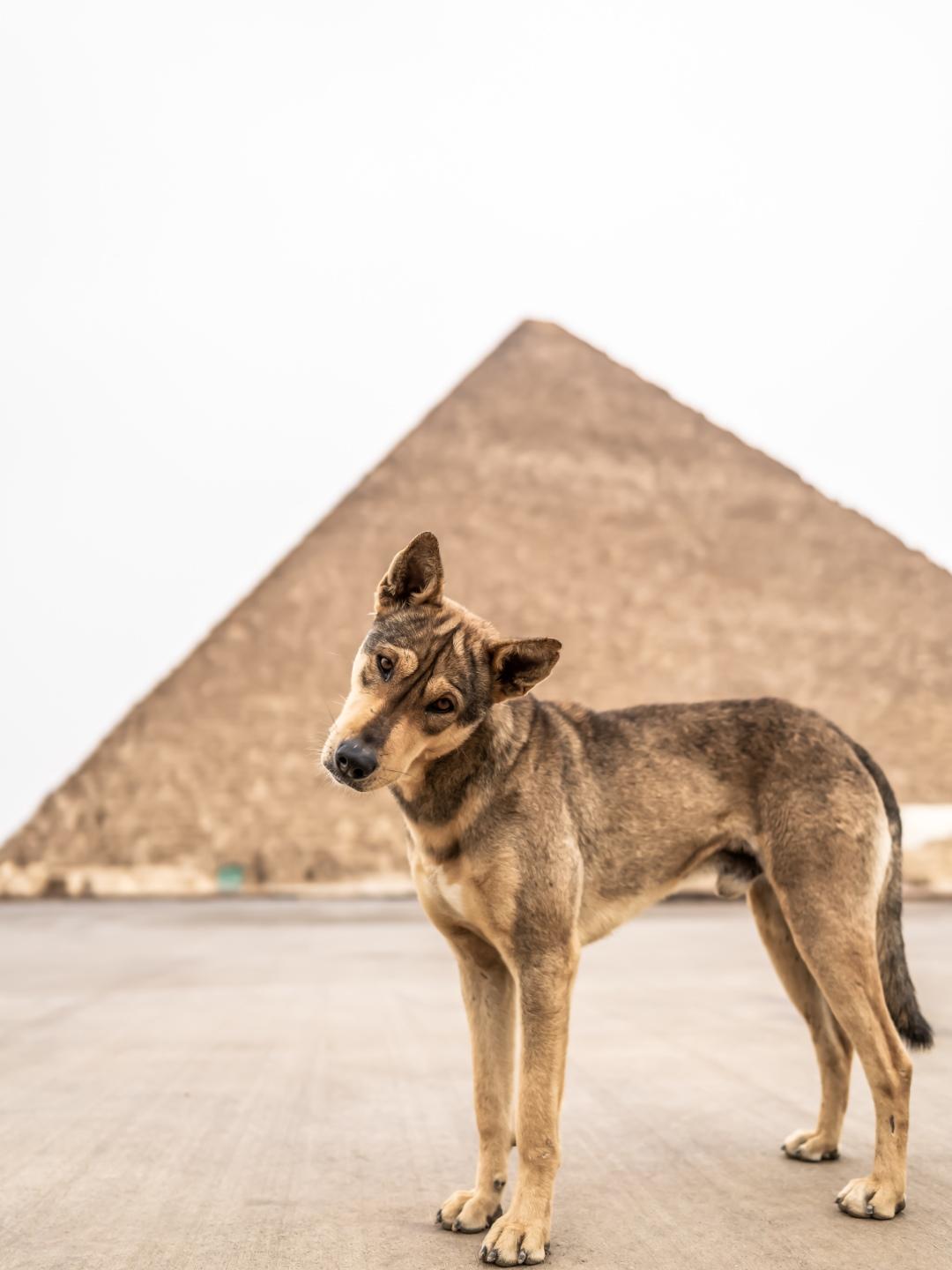 Egyptian Male Dog