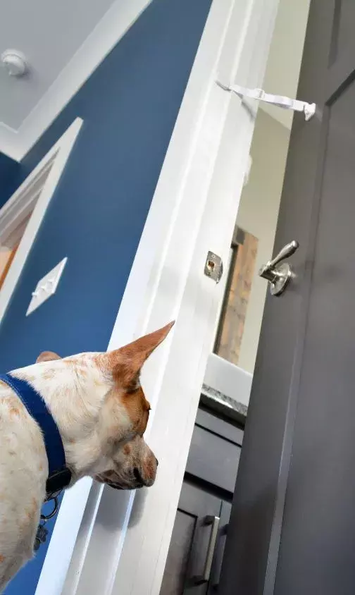 dog training for anxious dogs