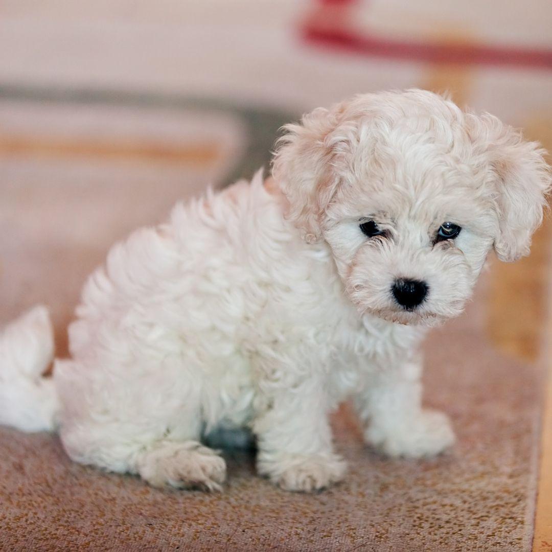 bichon frise puppy