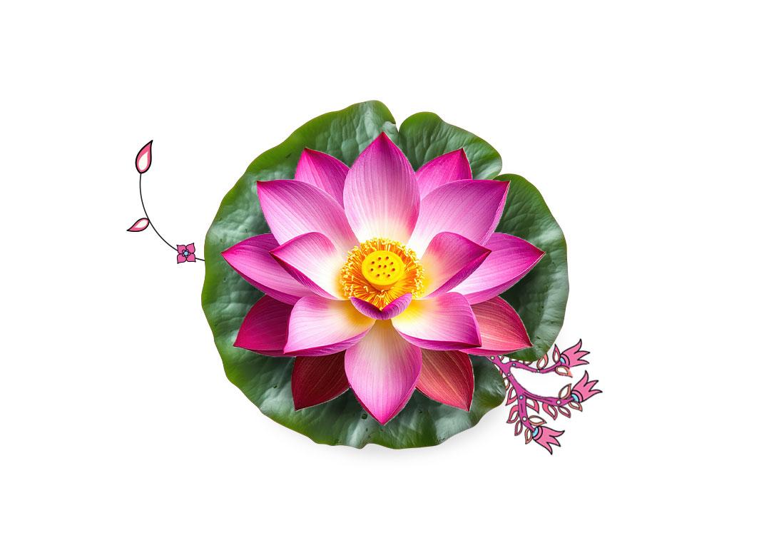 Sacred Lotus