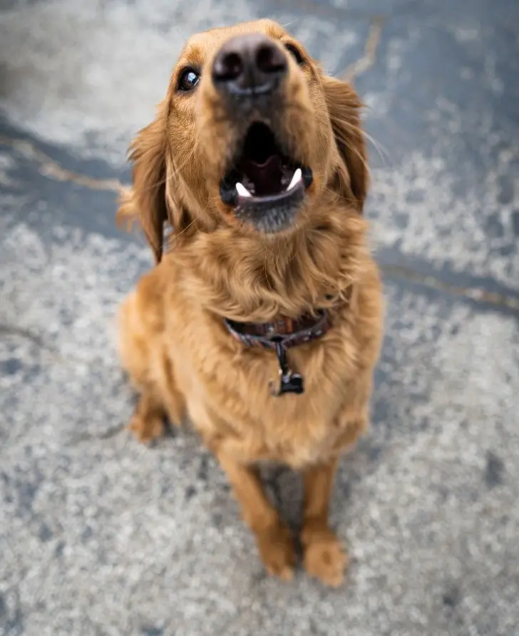 Golden retriever sitting on a gray, textured pavement, looking up with mouth open as if barking. The dog's fur appears soft and fluffy.