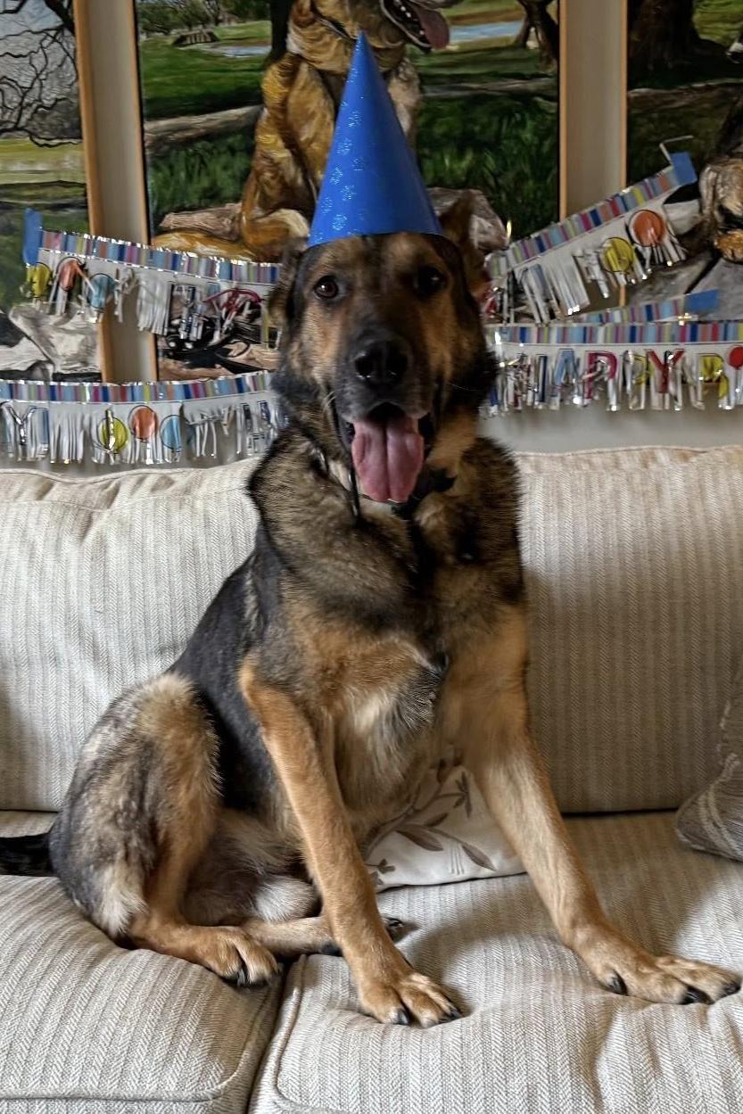 mwd pocok with birthday hat