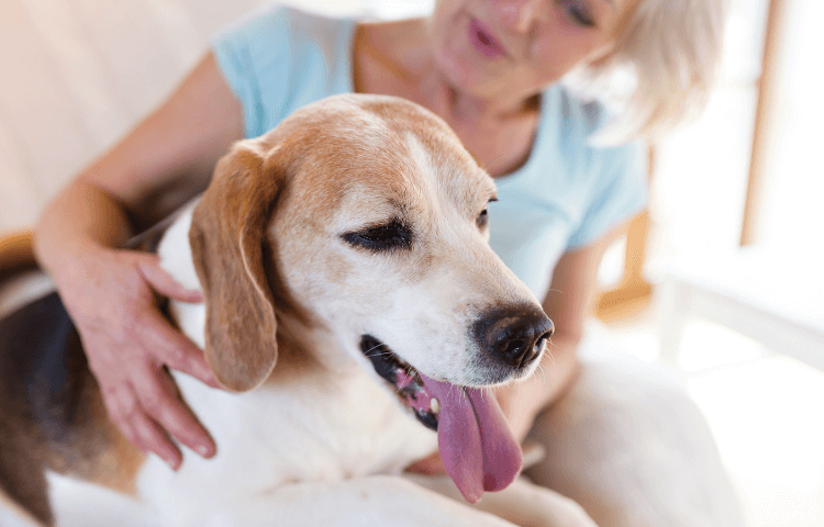Door Buddy Blog - how to care for a senior dog