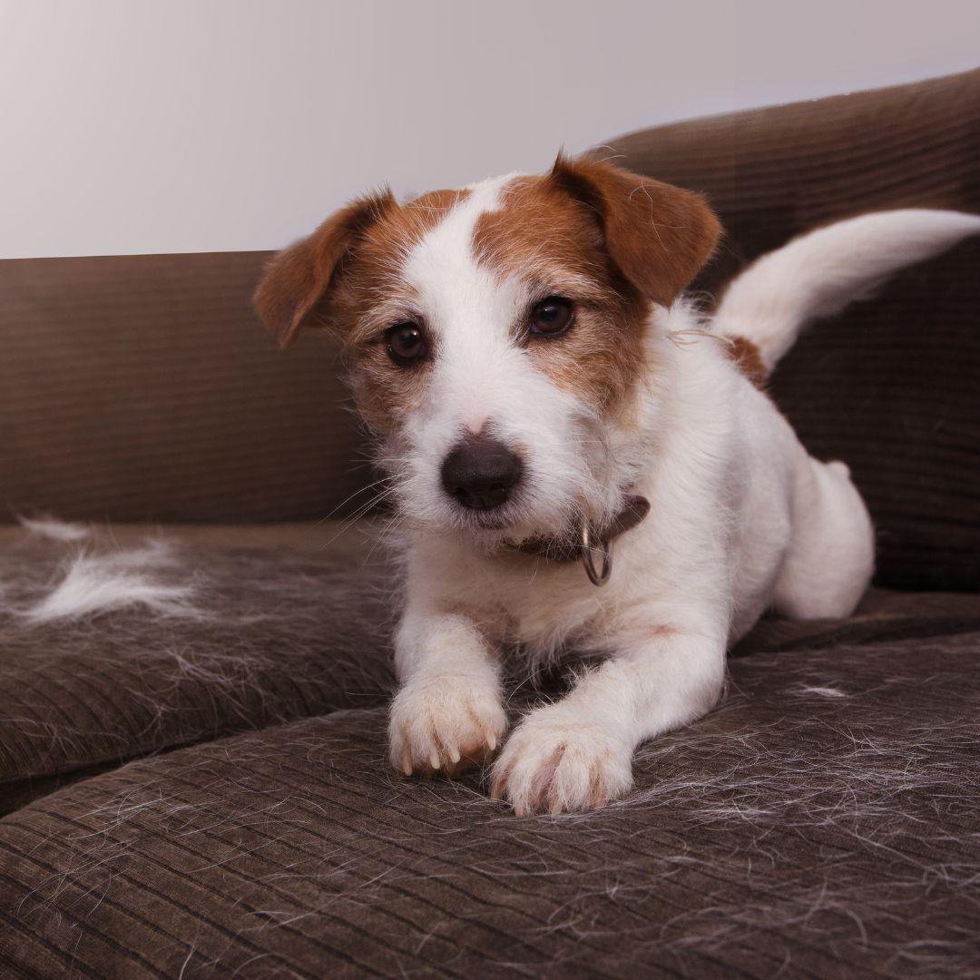 Jack russell on sofa with shedded dog fur