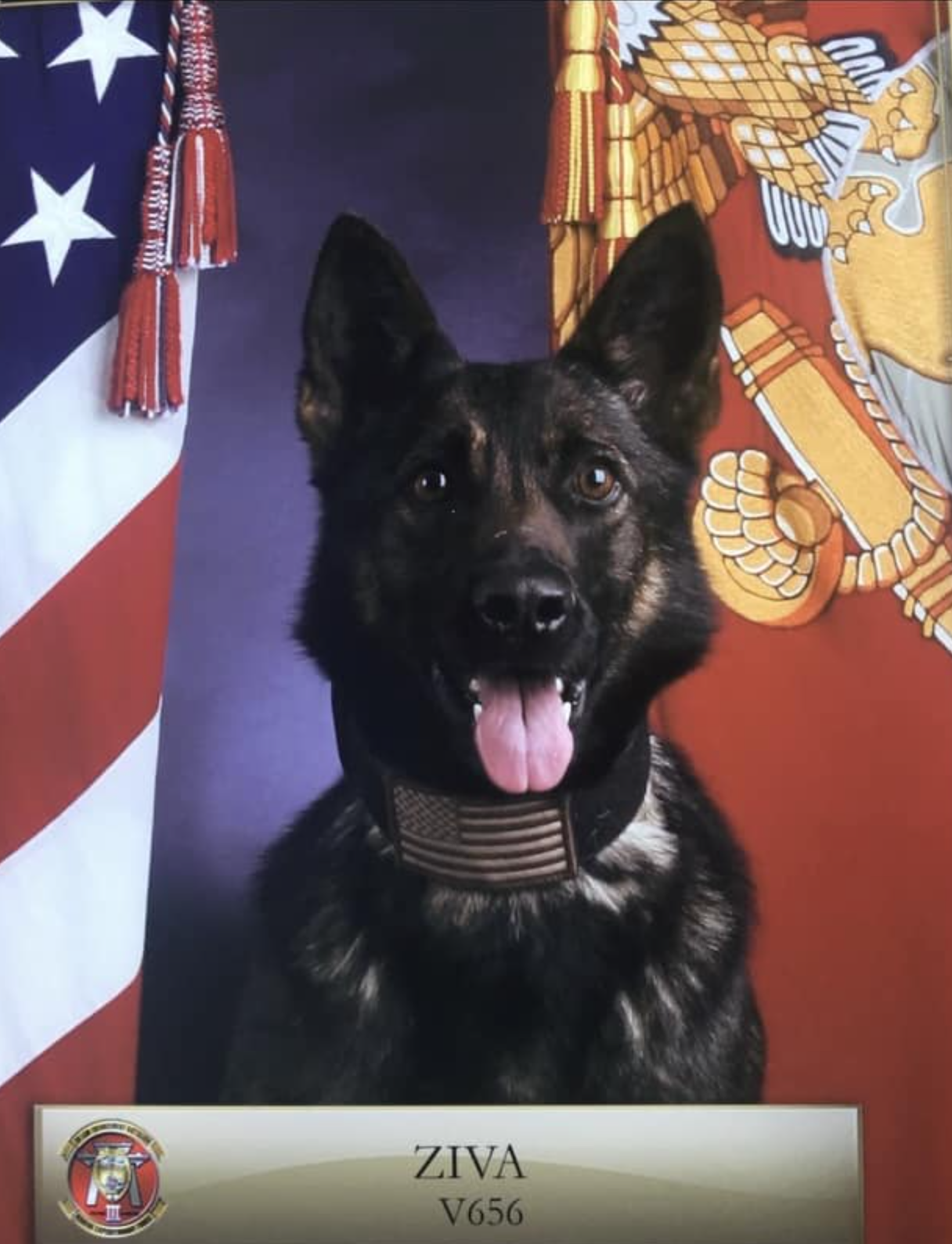 mwd ziva