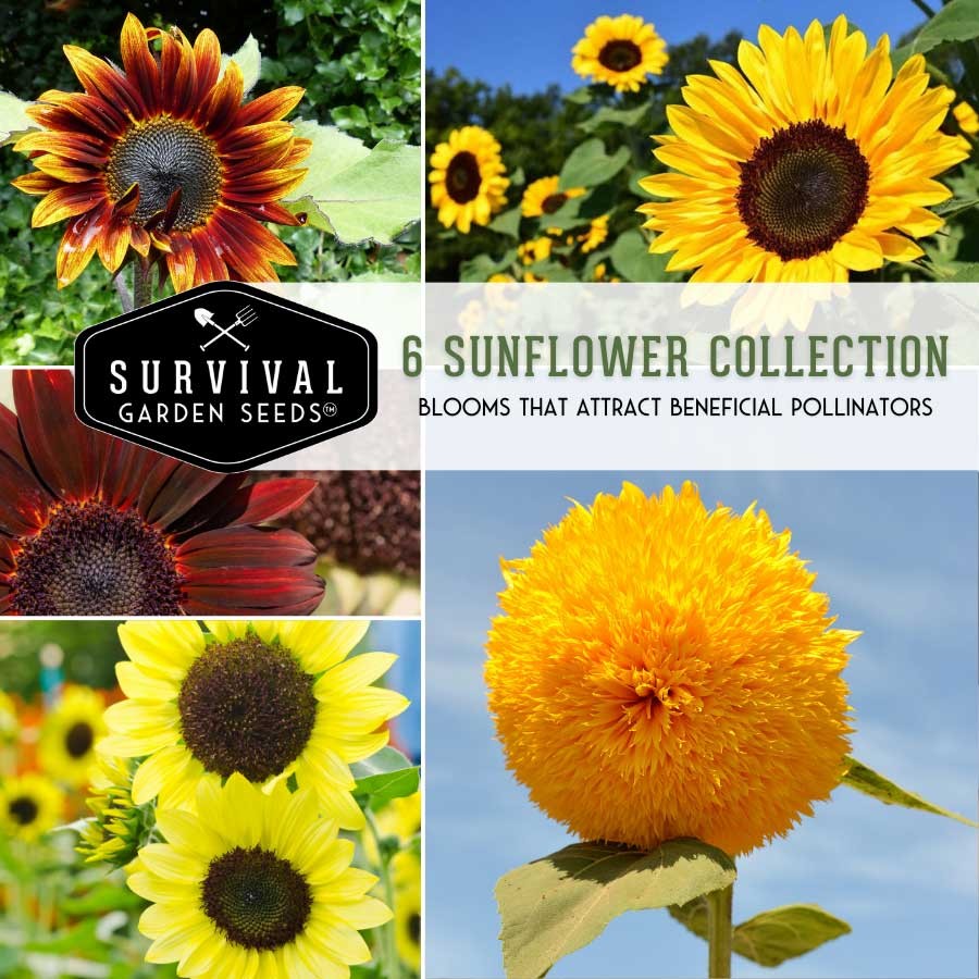 6 Sunflower Collection - 6 Varieties of colorful sunflowers