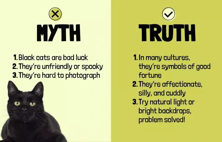 myth vs fact with black cats