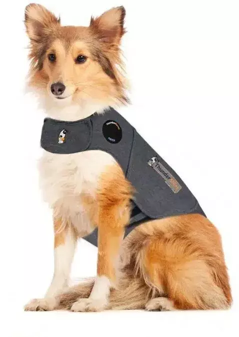 automatic feeder dog