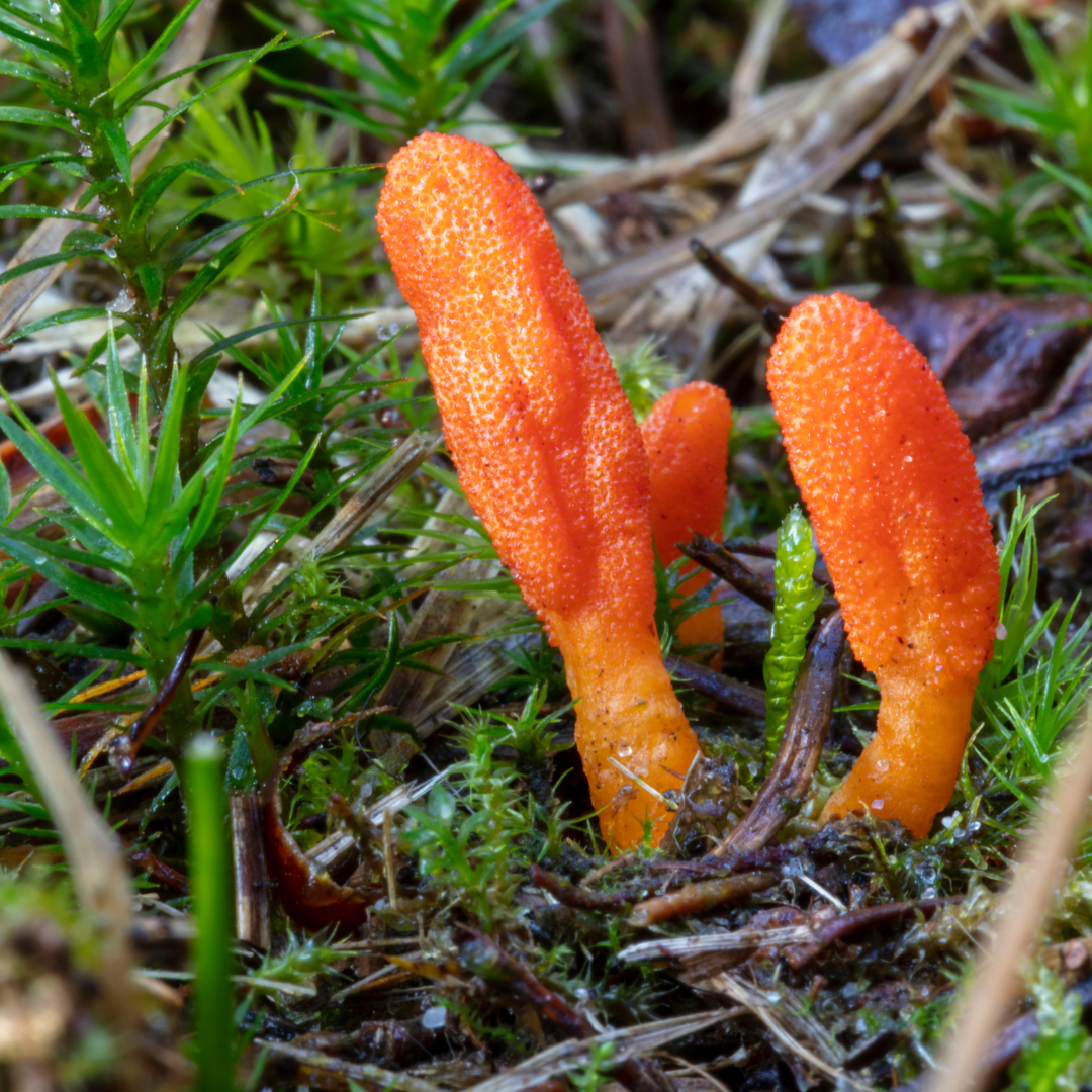 Cordyceps mushrooms growing in a forest