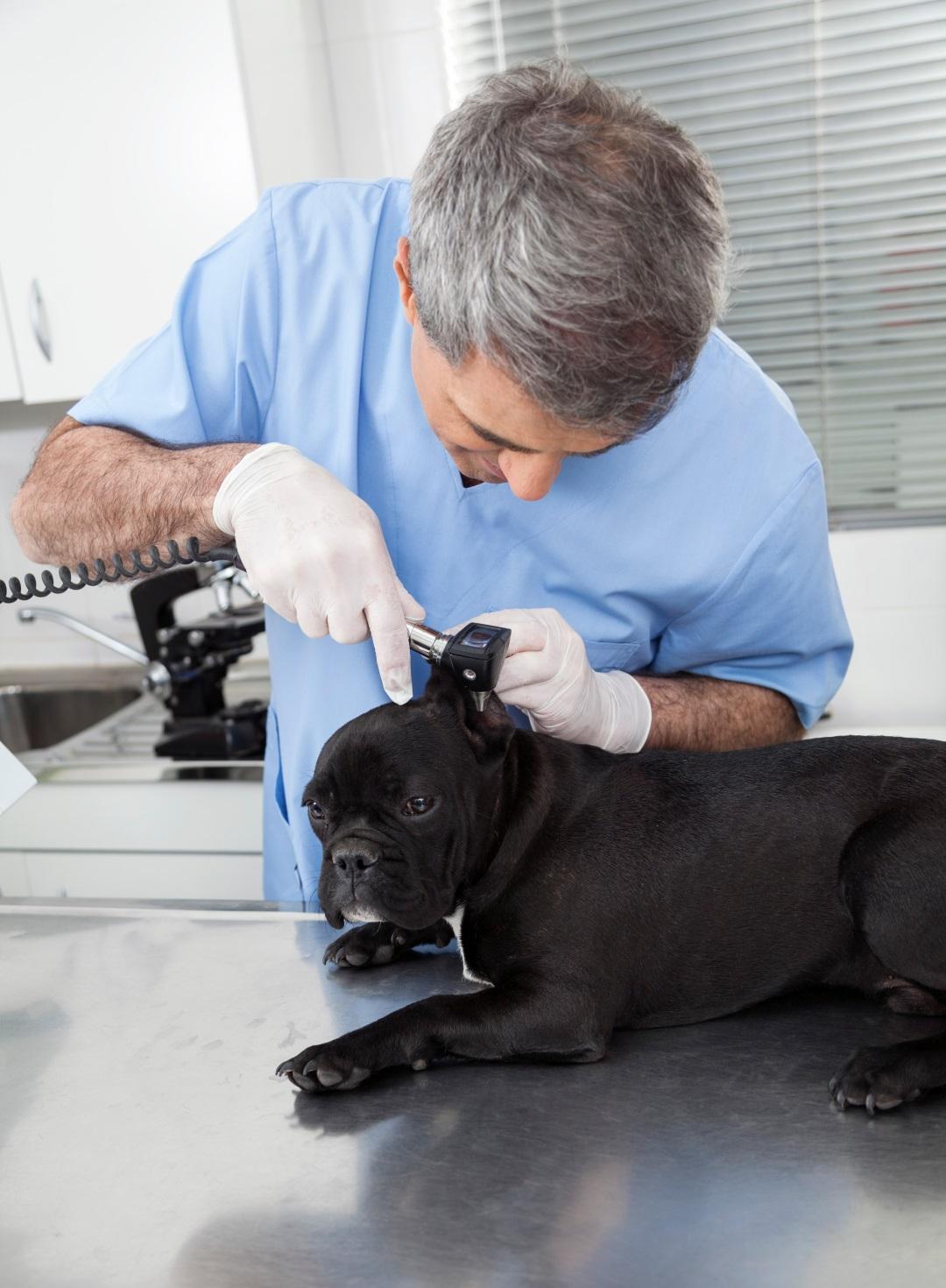 veterinarian examining the ear of a French Bulldog.