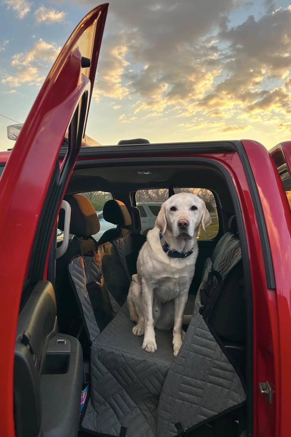 k9 benny in truck