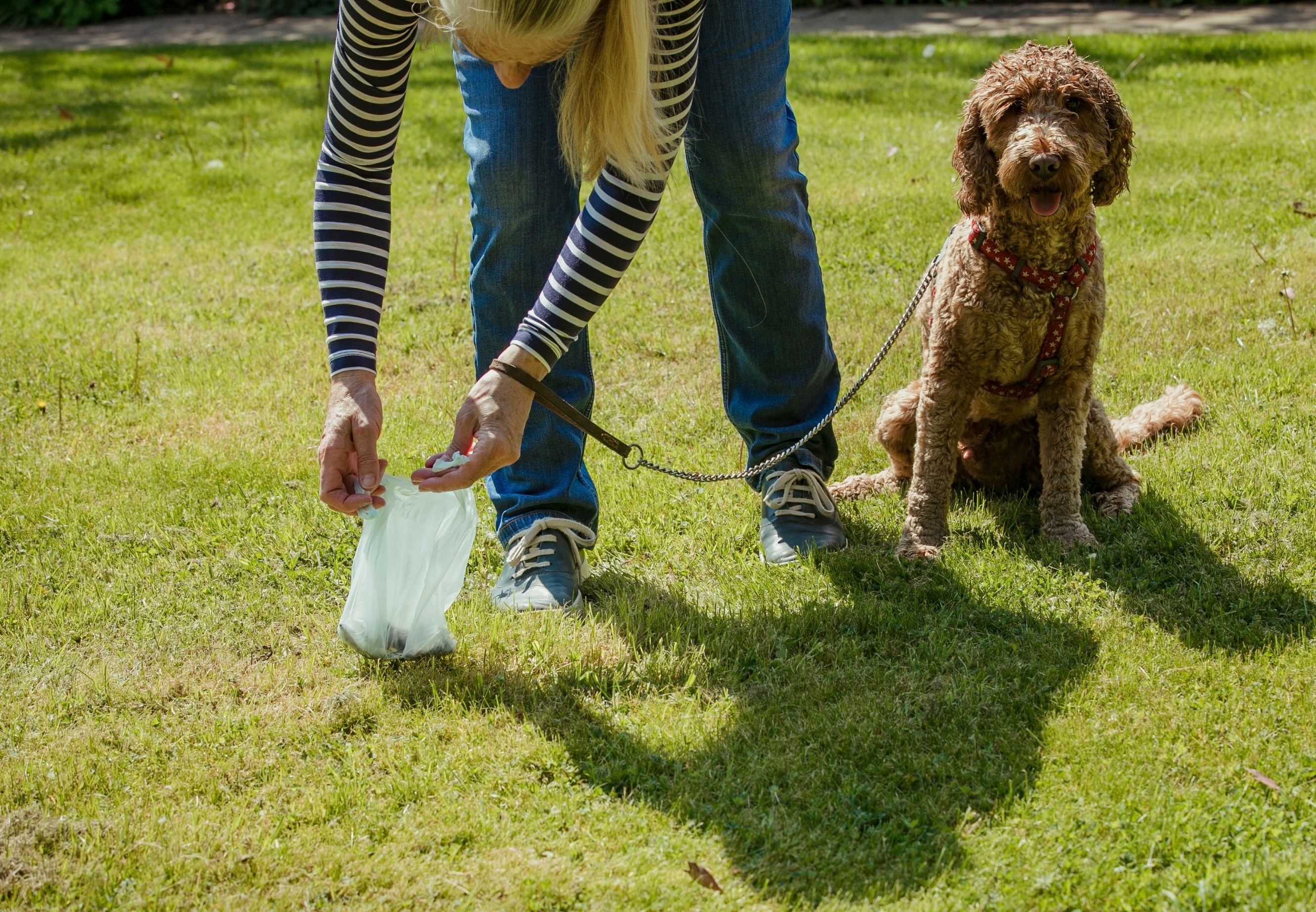 4 Ways To Use Less Plastic Poop Bags (and save money!)