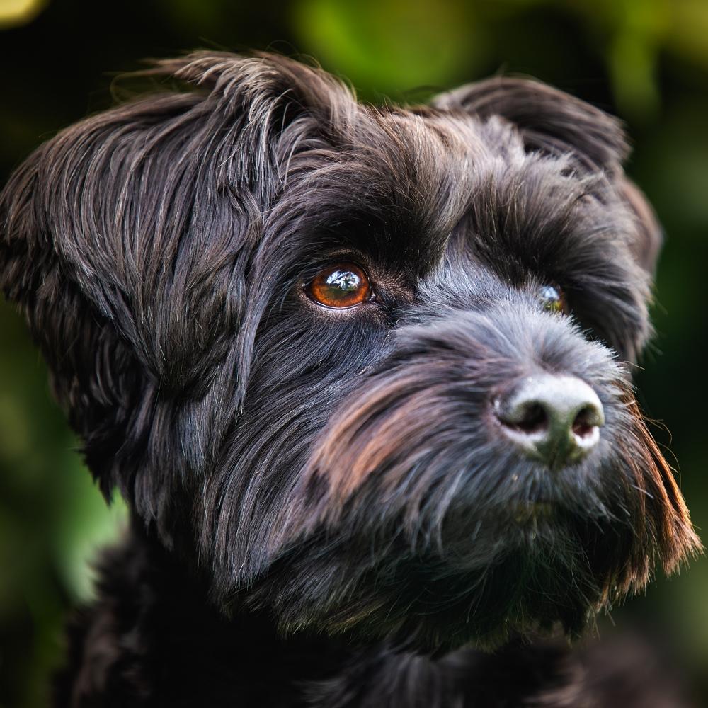A majestic black dog gazes thoughtfully and introspectively against a vibrant green backdrop of nature