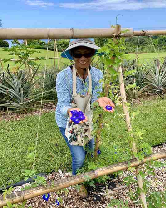 Harvesting blossoms for butterfly pea tea here in Hawaii