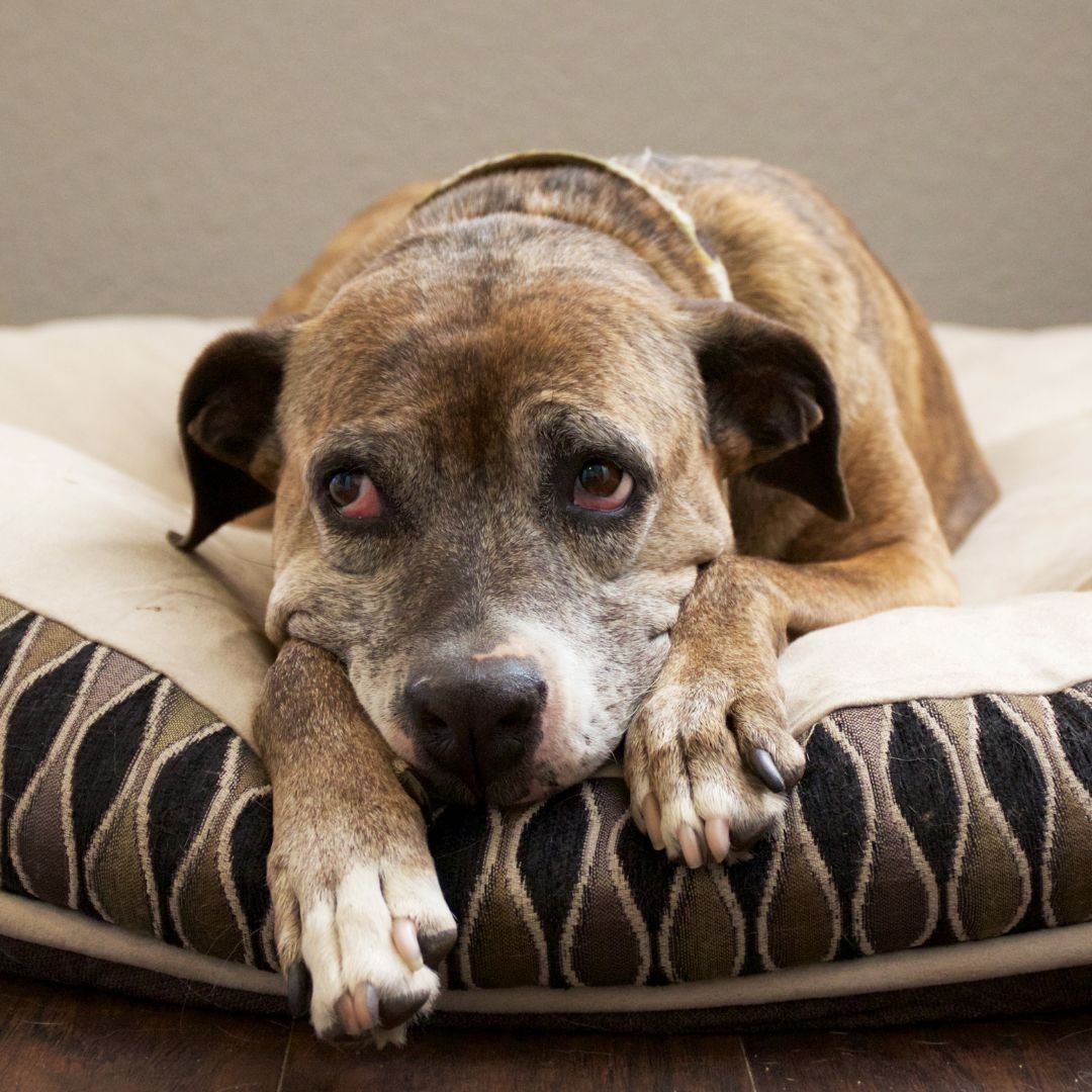 Sad dog lying on dog bed