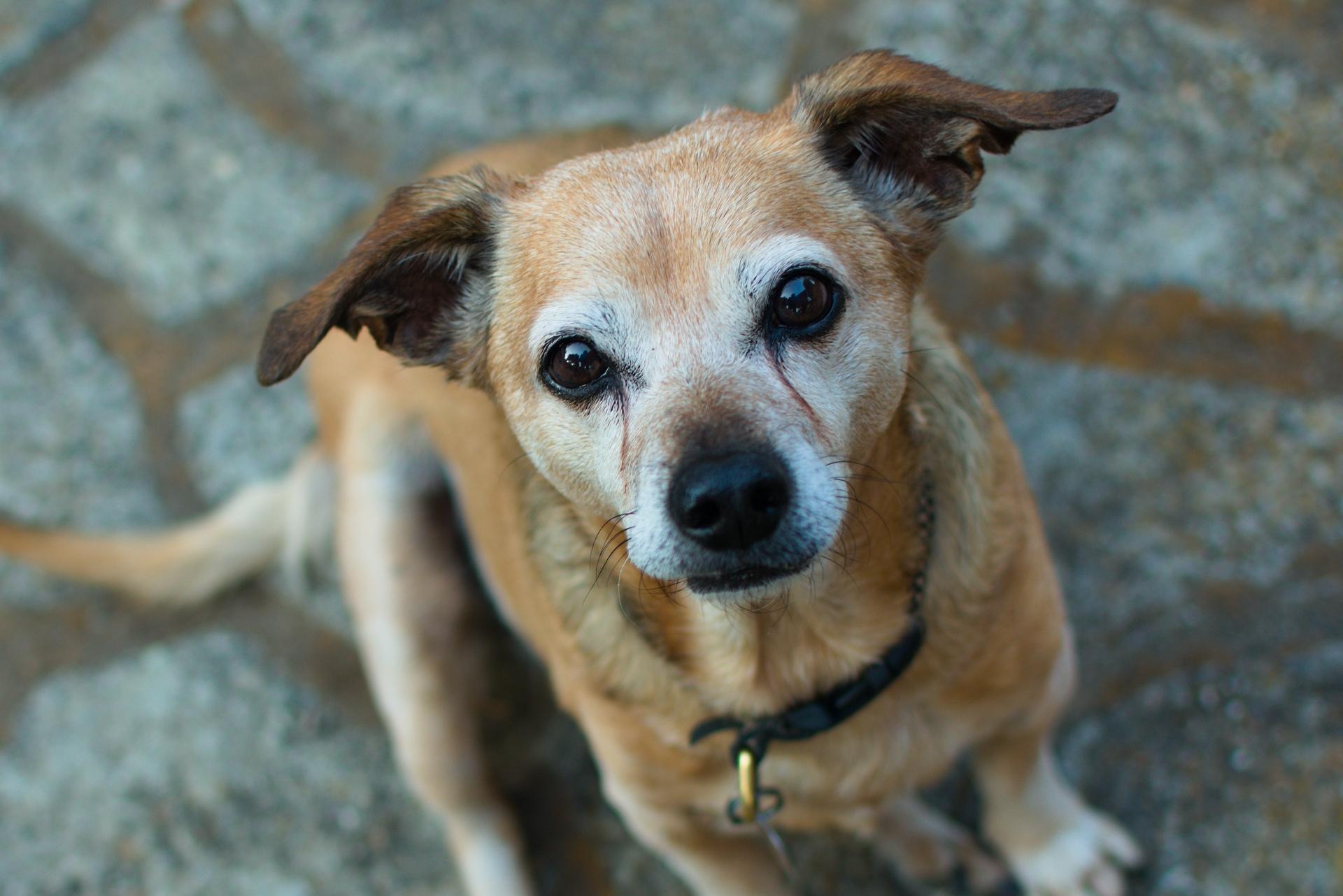 Portrait of an older chiweenie
