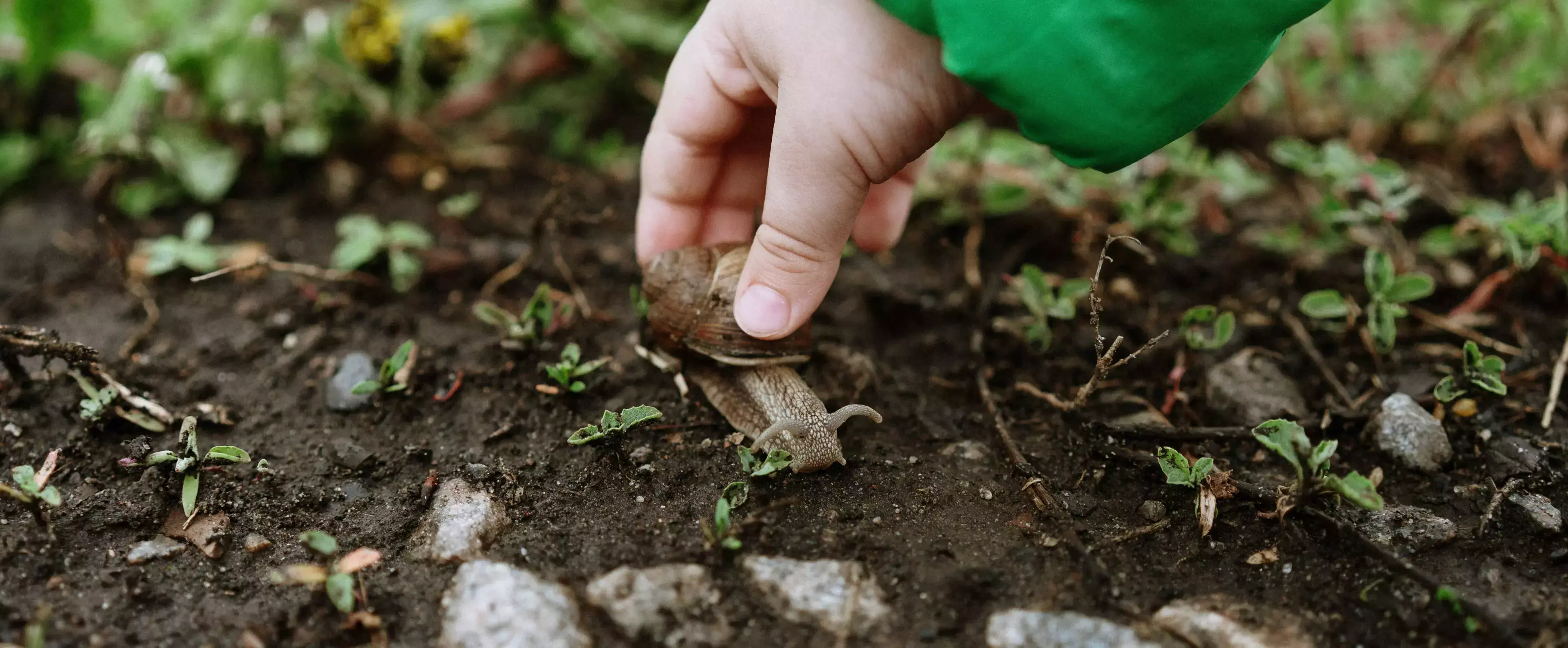 Hand picking a garden snail from soil among seedlings, manual snail control method in a home vegetable garden.