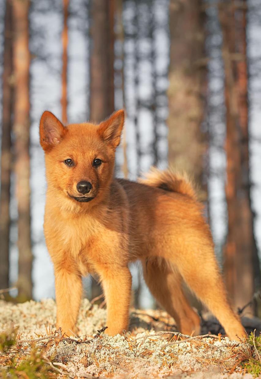 Finnish Spitz