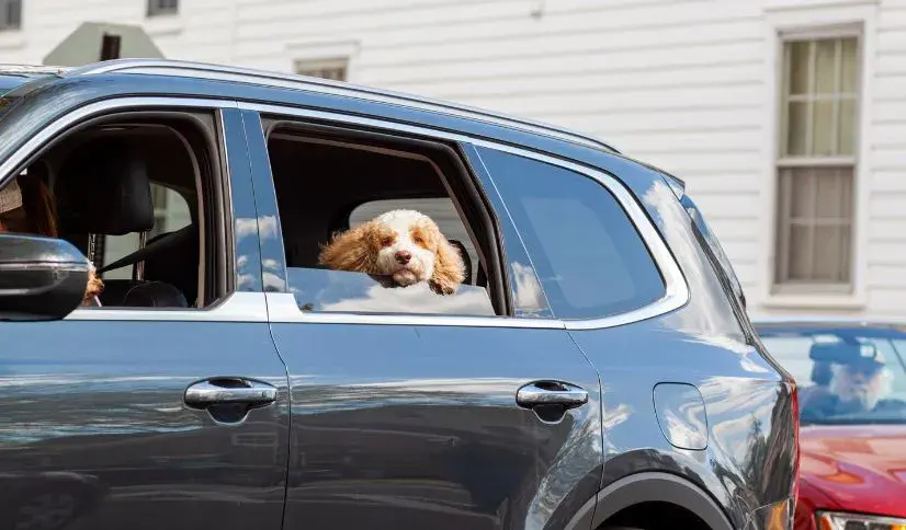 A dog sitting in the driver's seat of a car, looking out the window with a curious expression.