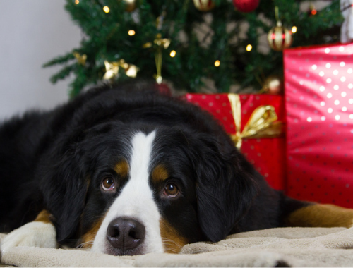 CHRISTMAS PUPPY