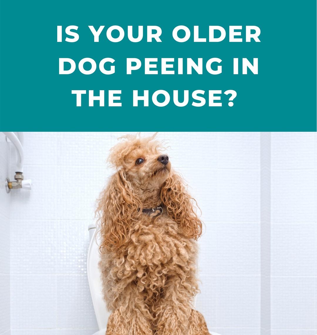 Is your older dog peeing in the house? Here's why and how to handle it