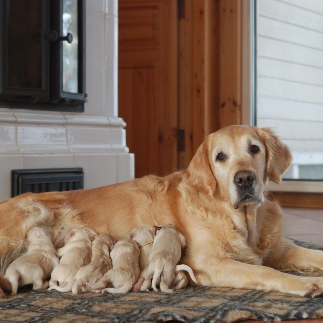Nursing Labrador dog