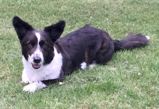 EDDIE THE CARDIGAN WELSH CORGI