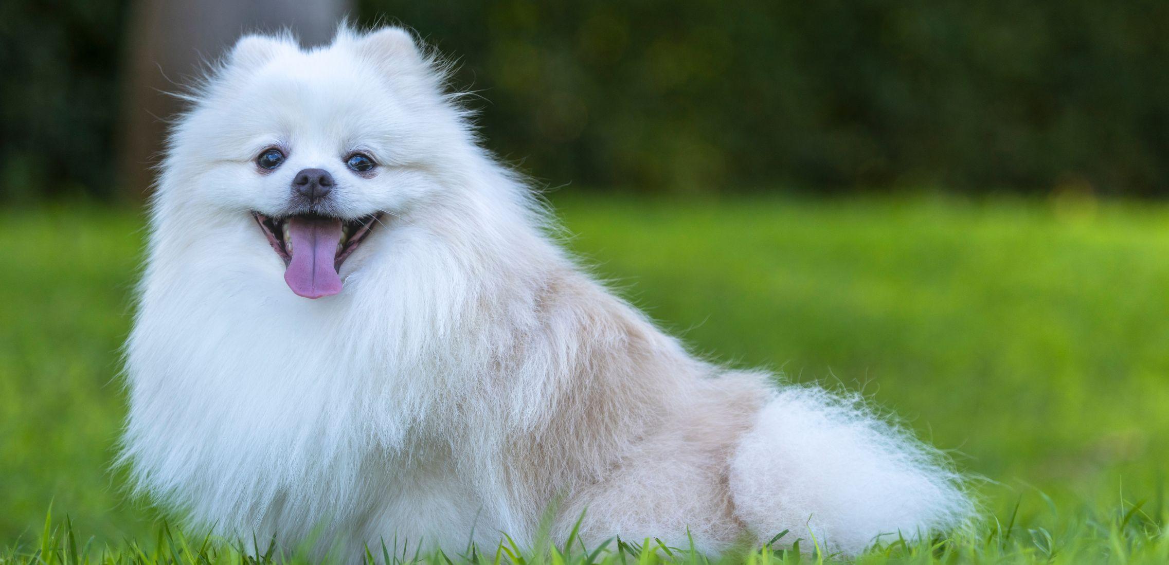 Japanese Spitz Smiling