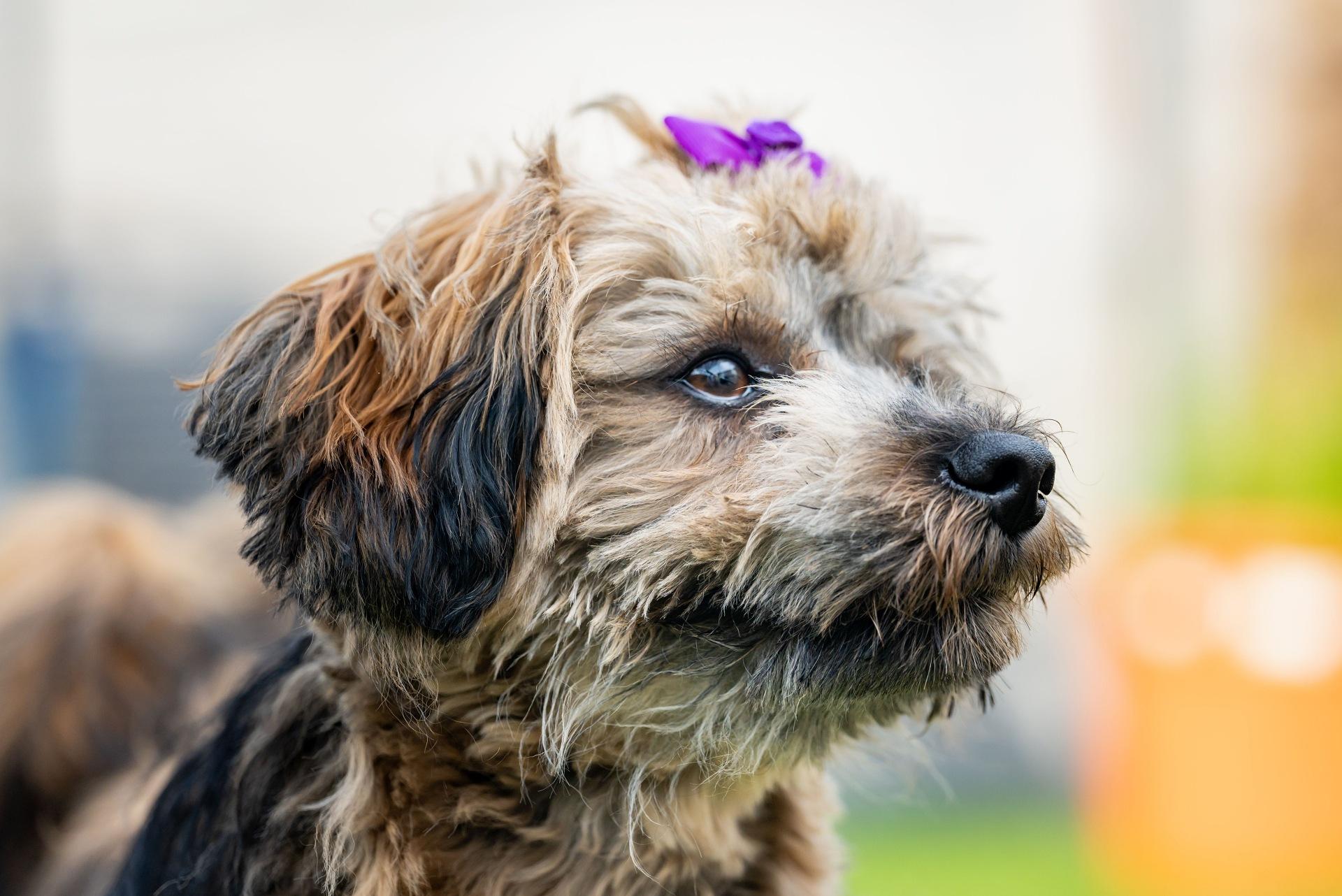 Sideview of Havanese dog