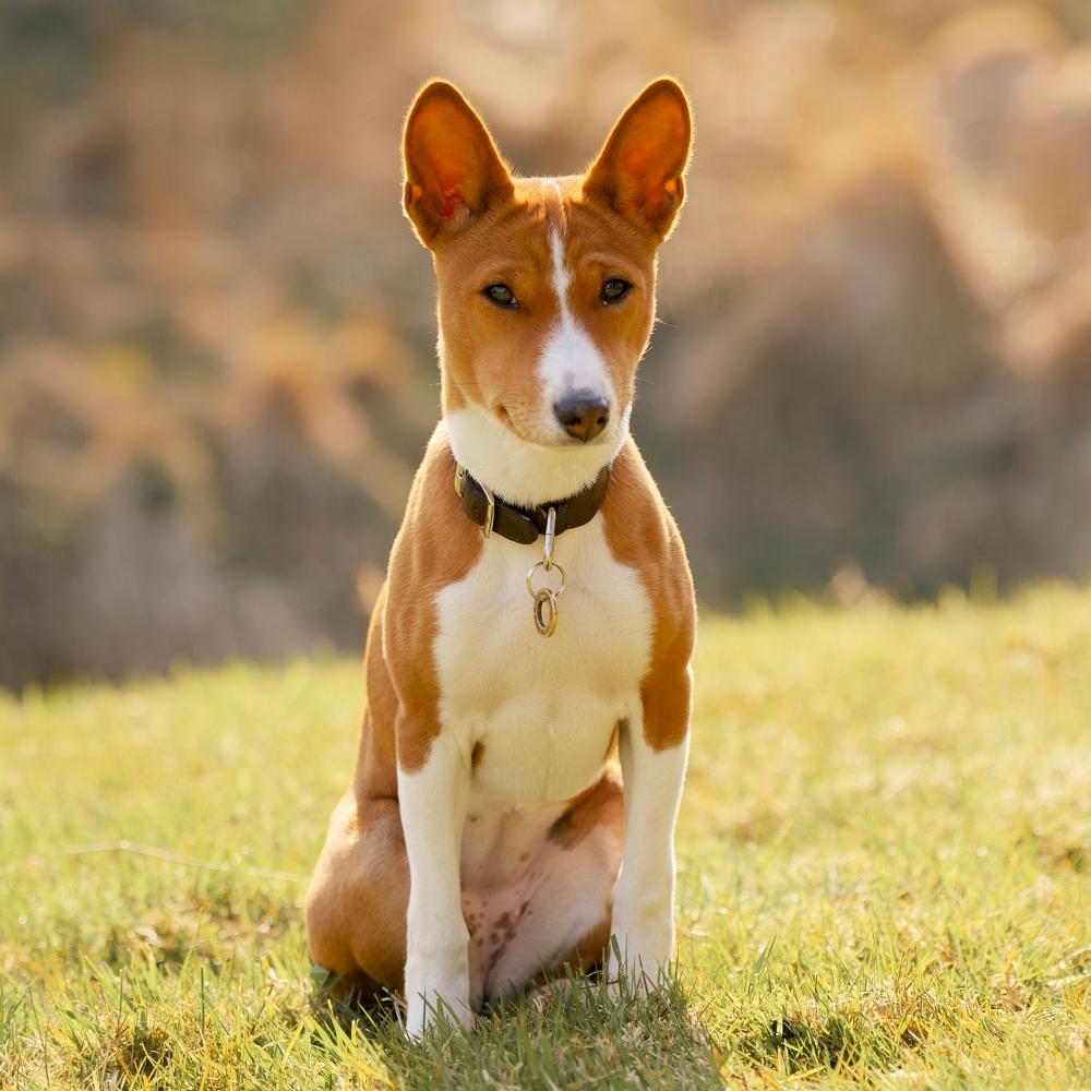 Basenji dog