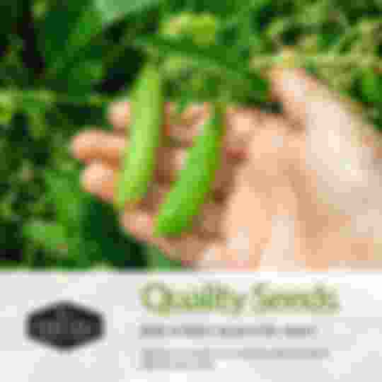 Quality seeds for a kids garden
