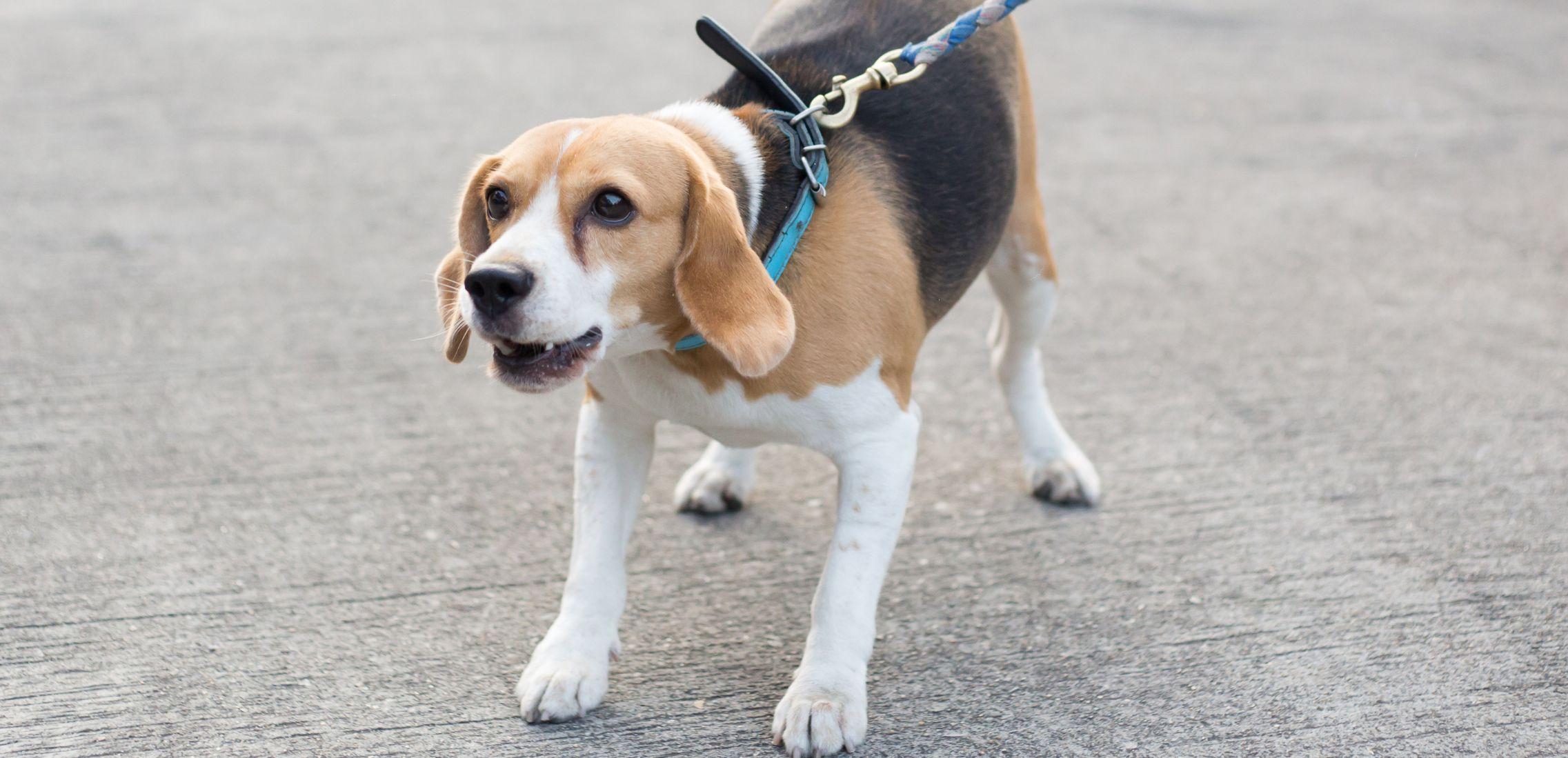 Barking Beagle Dog