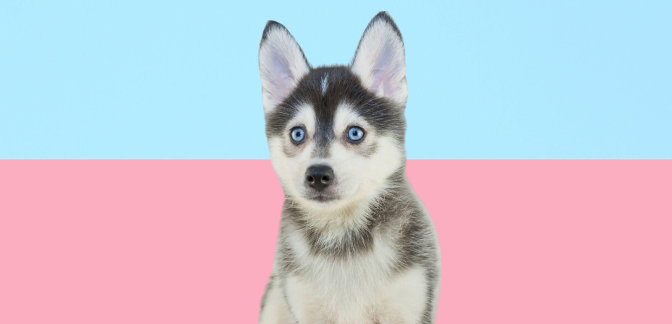 Pomsky dog