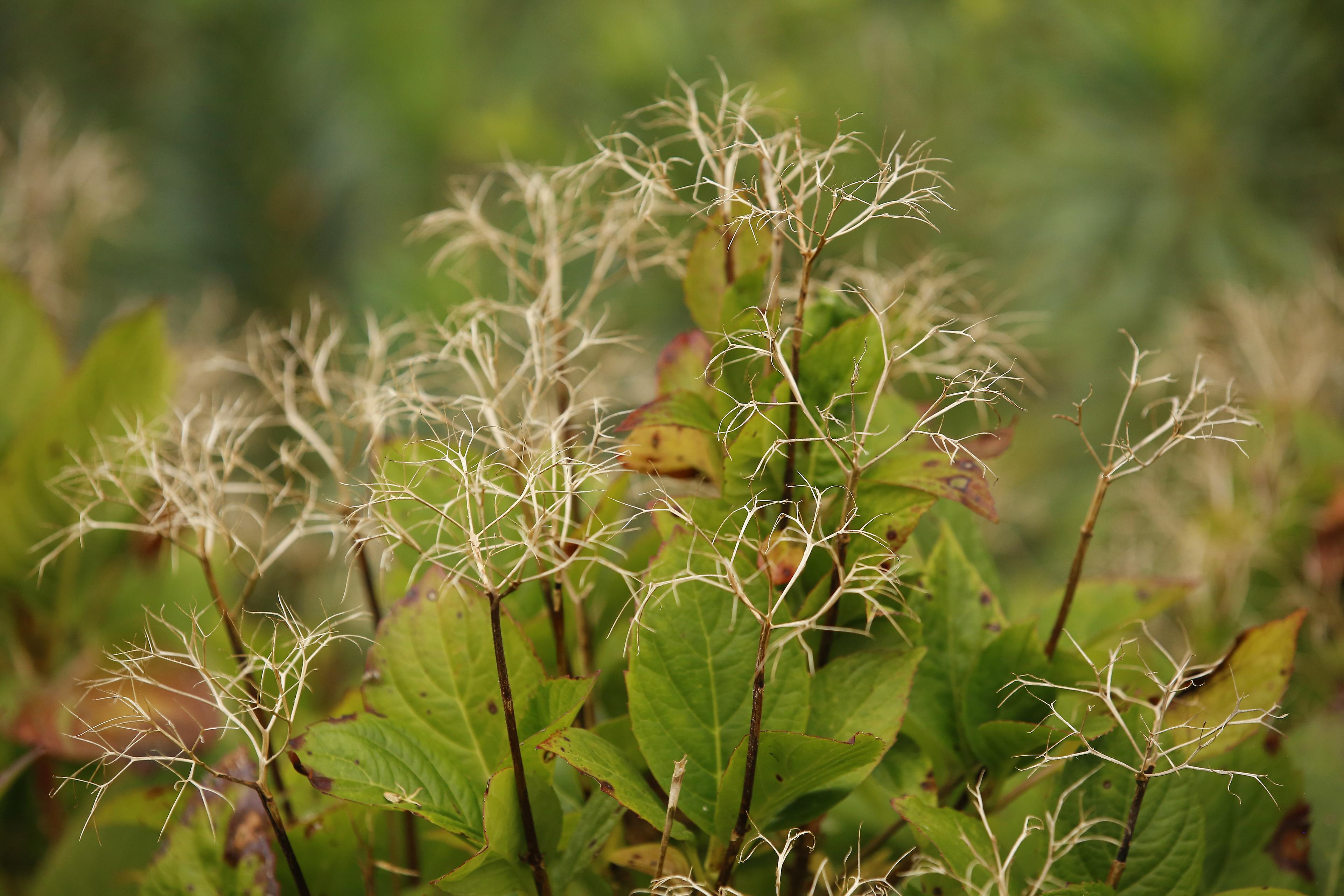 Delicate, airy seed heads on thin stems rising above green leaves, with a softly blurred garden background.