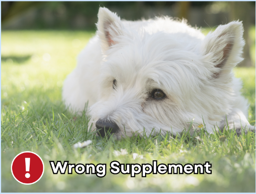 Selvita Canine Wrong Supplements