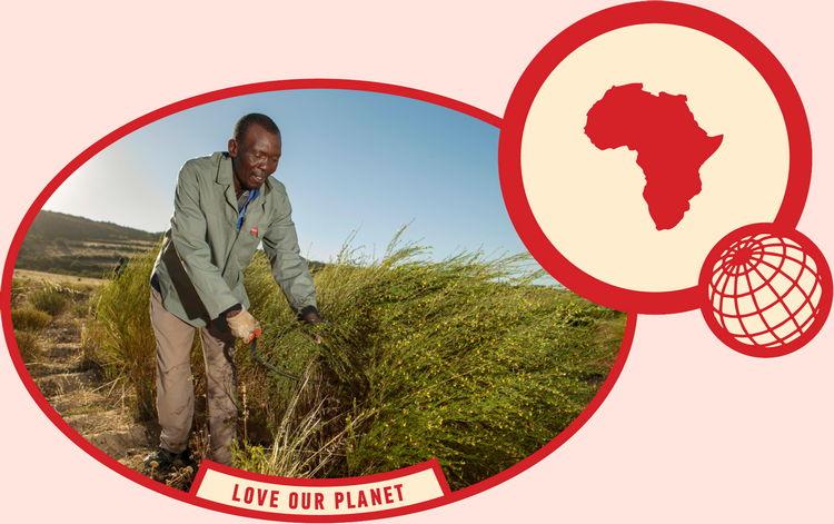 rooibos rocks harvesting love our planet