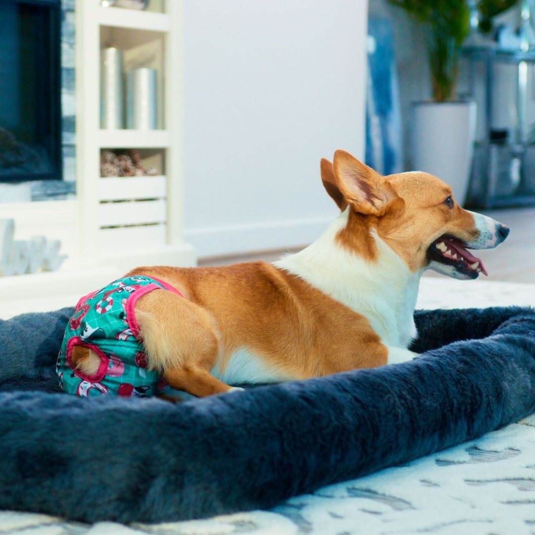 Corgi dog wearing doggy diaper, lying on bed