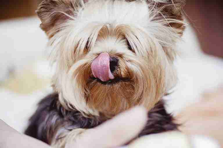 Ultimate Guide to Dog Skin Allergies and Conditions