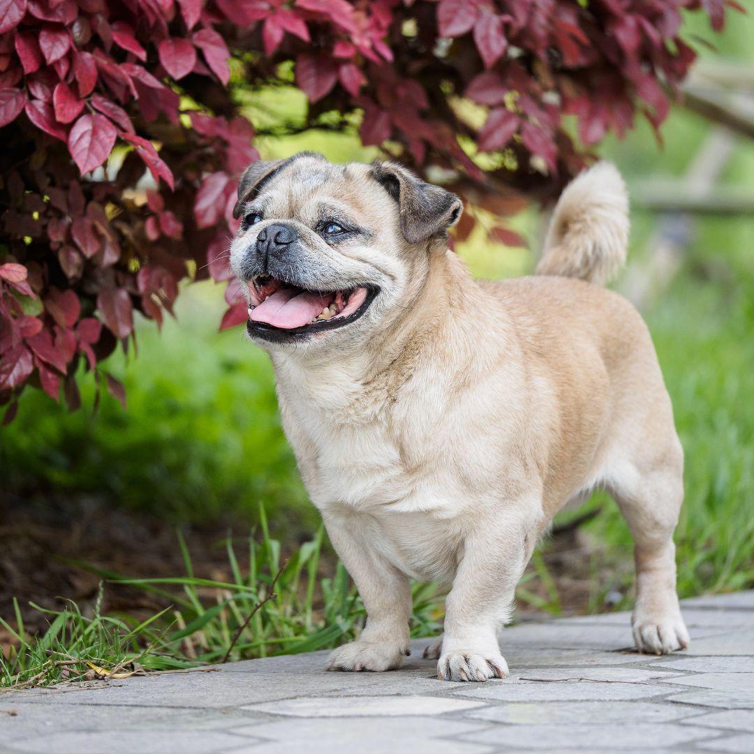 Adorable pug walking