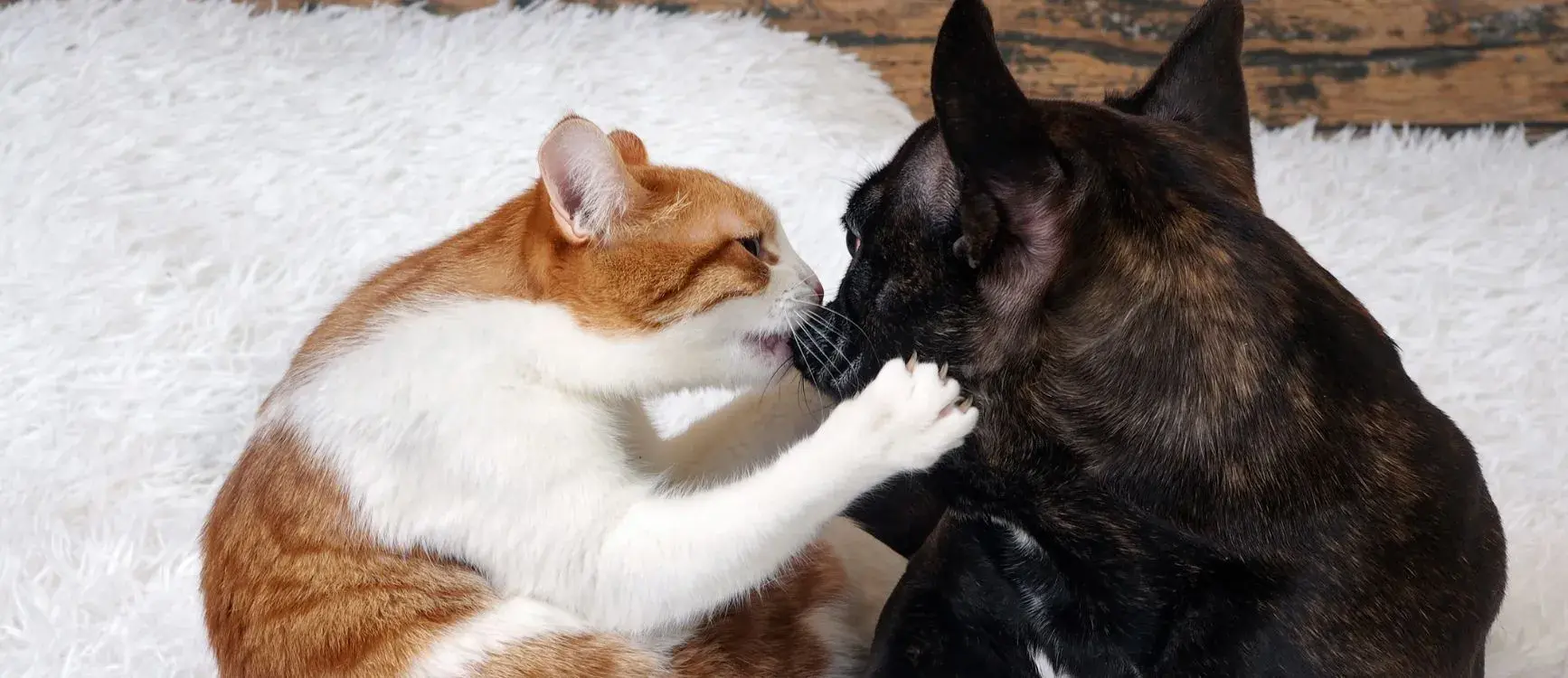 A cat and dog play together joyfully on a soft white rug, showcasing their friendship and playful nature.