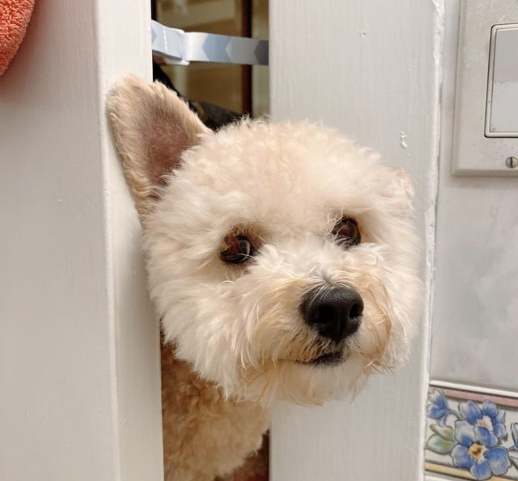 A black dog stands behind a partially open door that is secured by The Door Buddy door strap. The adjustable strap creates a small opening that allows cats to pass through while helping keep dogs out of the room.